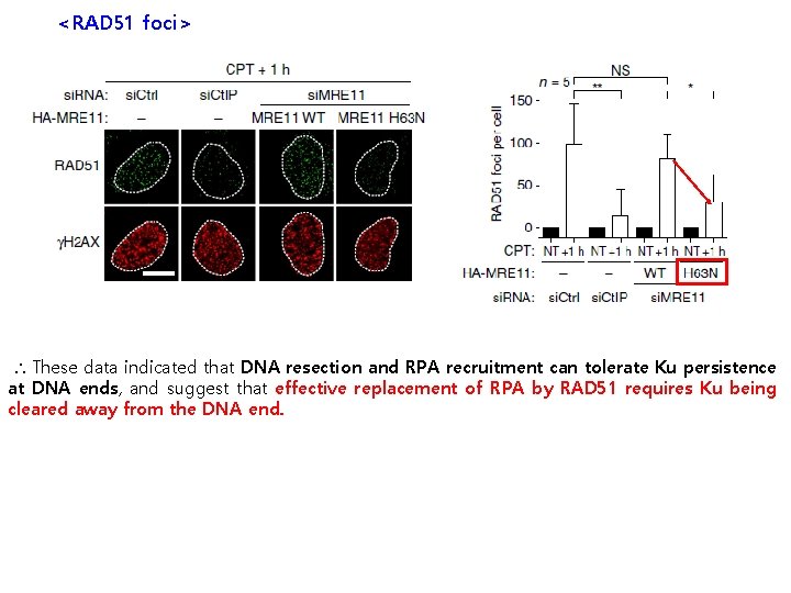 <RAD 51 foci> ∴ These data indicated that DNA resection and RPA recruitment can