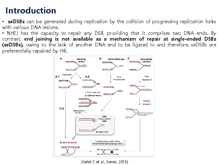 Introduction • se. DSBs can be generated during replication by the collision of progressing