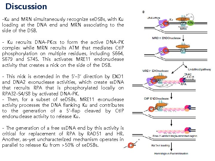 Discussion -Ku and MRN simultaneously recognize se. DSBs, with Ku loading at the DNA