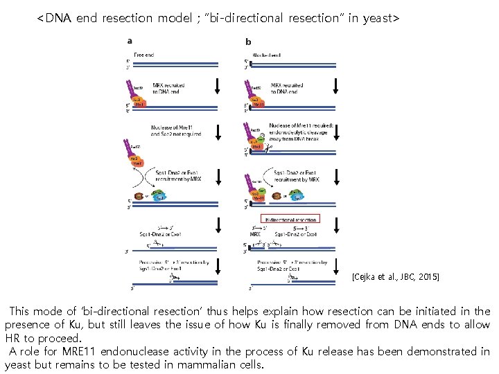 <DNA end resection model ; “bi-directional resection” in yeast> [Cejka et al. , JBC,