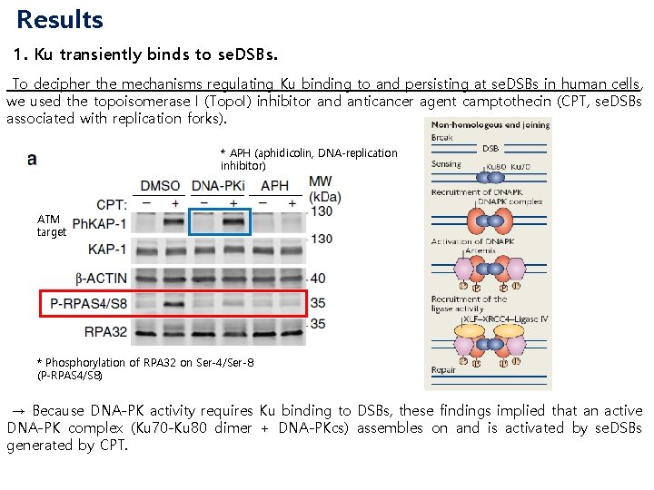 Results 1. Ku transiently binds to se. DSBs. To decipher the mechanisms regulating Ku