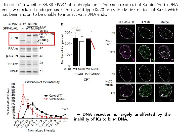 To establish whether S 4/S 8 RPA 32 phosphorylation is indeed a read-out of