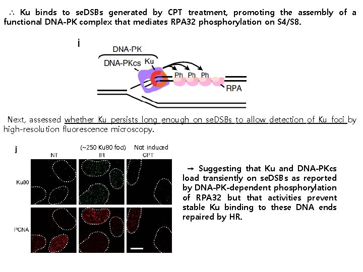 ∴ Ku binds to se. DSBs generated by CPT treatment, promoting the assembly of