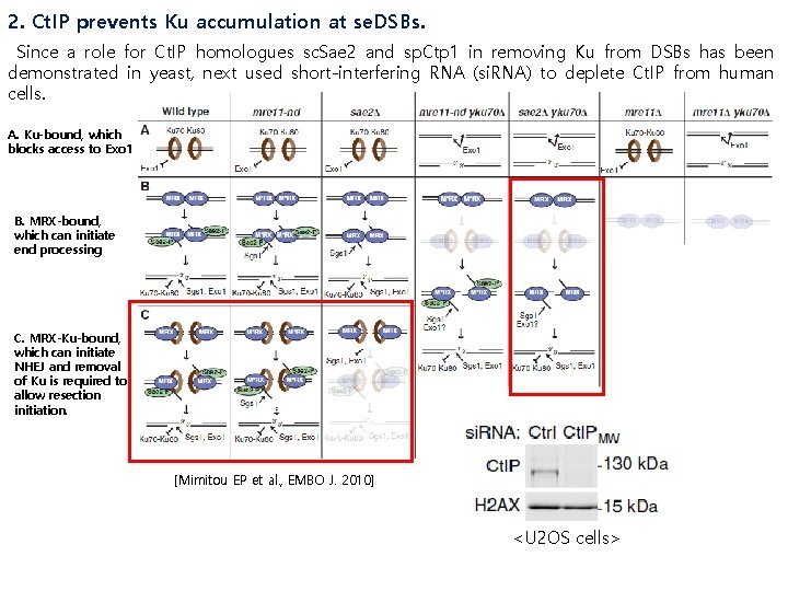 2. Ct. IP prevents Ku accumulation at se. DSBs. Since a role for Ct.