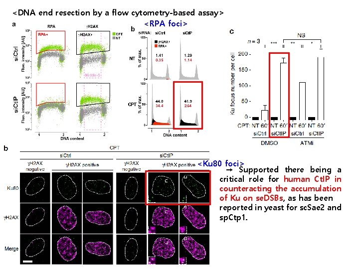 <DNA end resection by a flow cytometry-based assay> <RPA foci> <Ku 80 foci> →