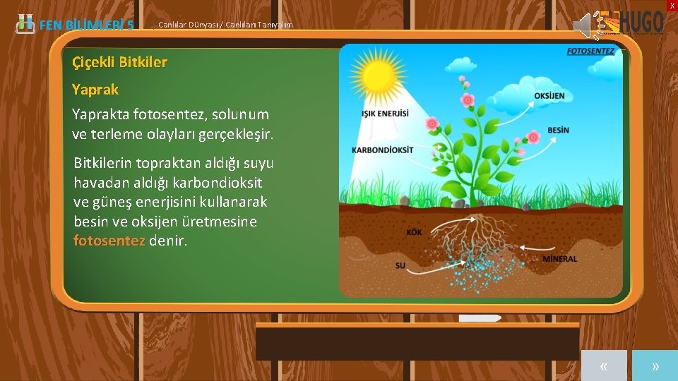 X FEN BİLİMLERİ 5 | Canlılar Dünyası / Canlıları Tanıyalım Çiçekli Bitkiler Yaprakta fotosentez,