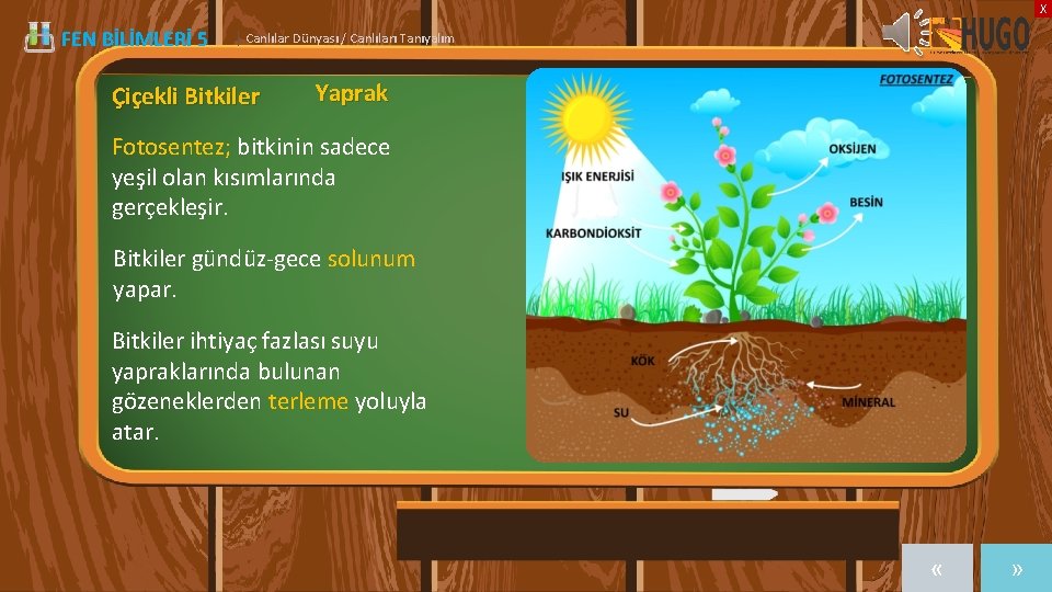 X FEN BİLİMLERİ 5 | Canlılar Dünyası / Canlıları Tanıyalım Çiçekli Bitkiler Yaprak Fotosentez;