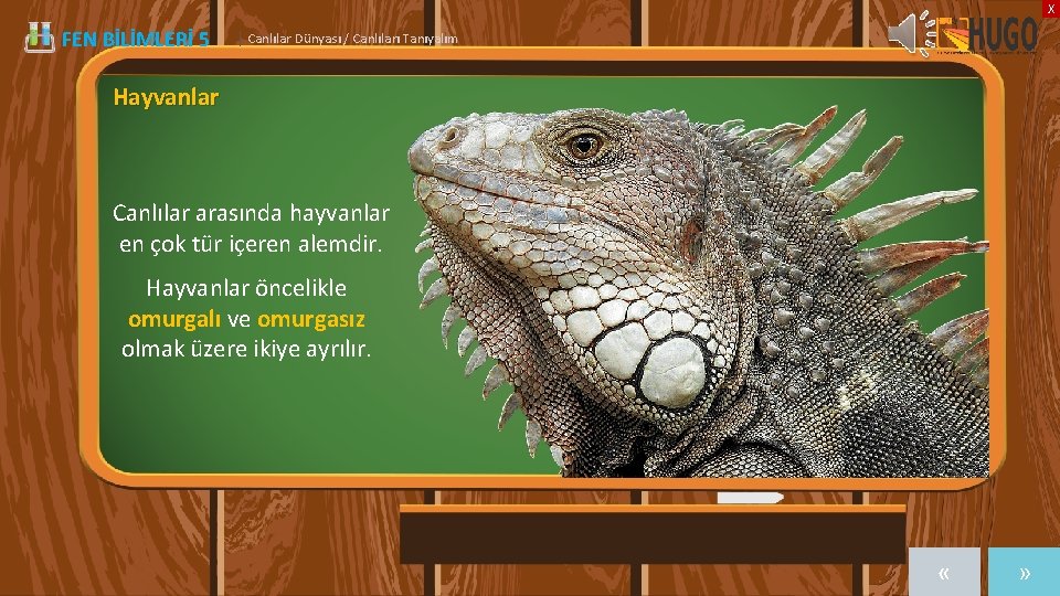 X FEN BİLİMLERİ 5 | Canlılar Dünyası / Canlıları Tanıyalım Hayvanlar Canlılar arasında hayvanlar