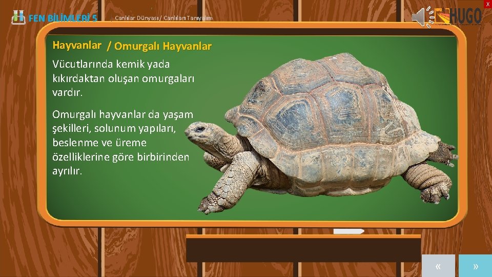 X FEN BİLİMLERİ 5 | Canlılar Dünyası / Canlıları Tanıyalım Hayvanlar / Omurgalı Hayvanlar