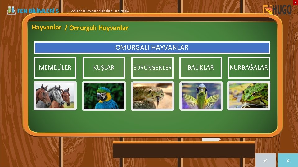 X FEN BİLİMLERİ 5 | Canlılar Dünyası / Canlıları Tanıyalım Hayvanlar / Omurgalı Hayvanlar