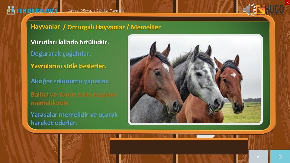 X FEN BİLİMLERİ 5 | Canlılar Dünyası / Canlıları Tanıyalım Hayvanlar / Omurgalı Hayvanlar