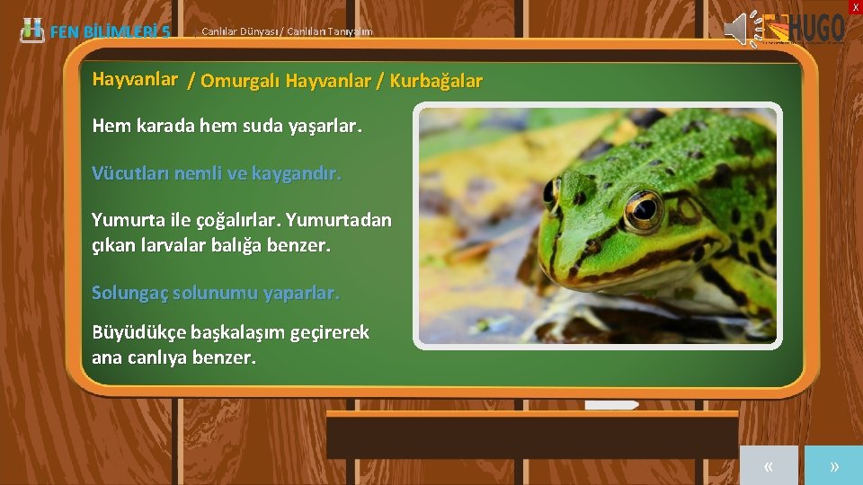 X FEN BİLİMLERİ 5 | Canlılar Dünyası / Canlıları Tanıyalım Hayvanlar / Omurgalı Hayvanlar