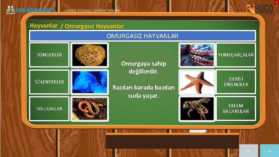 X FEN BİLİMLERİ 5 | Canlılar Dünyası / Canlıları Tanıyalım Hayvanlar / Omurgasız Hayvanlar