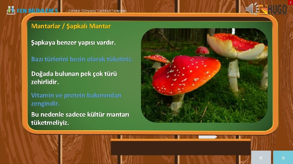 X FEN BİLİMLERİ 5 | Canlılar Dünyası / Canlıları Tanıyalım Mantarlar / Şapkalı Mantar
