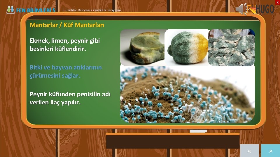 X FEN BİLİMLERİ 5 | Canlılar Dünyası / Canlıları Tanıyalım Mantarlar / Küf Mantarları
