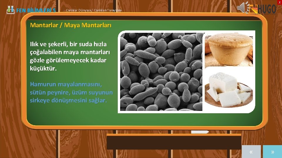 X FEN BİLİMLERİ 5 | Canlılar Dünyası / Canlıları Tanıyalım Mantarlar / Maya Mantarları