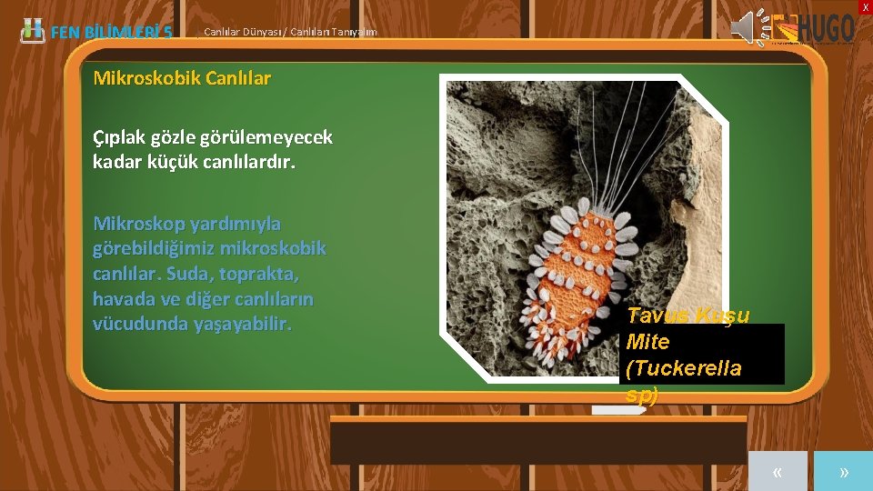 X FEN BİLİMLERİ 5 | Canlılar Dünyası / Canlıları Tanıyalım Mikroskobik Canlılar Çıplak gözle