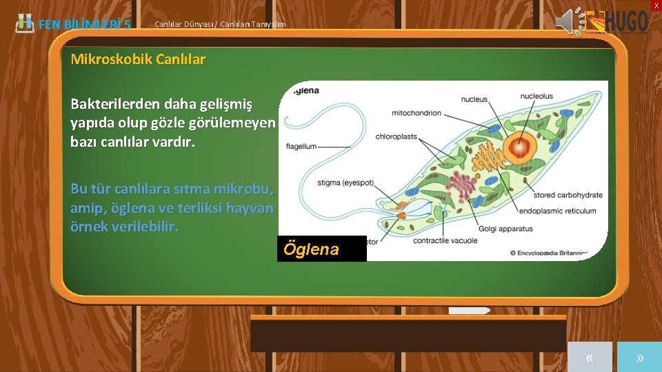 X FEN BİLİMLERİ 5 | Canlılar Dünyası / Canlıları Tanıyalım Mikroskobik Canlılar Bakterilerden daha