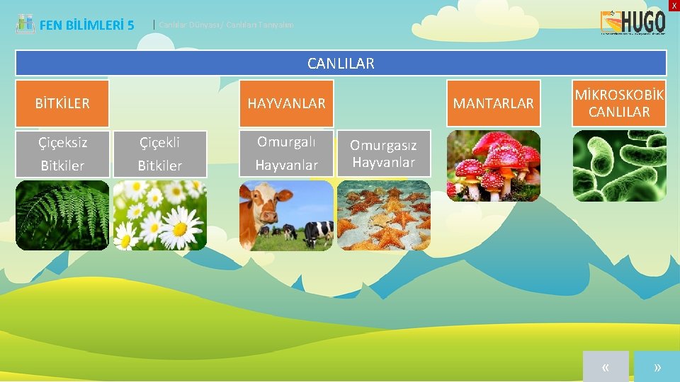X FEN BİLİMLERİ 5 | Canlılar Dünyası / Canlıları Tanıyalım CANLILAR Çiçeksiz Bitkiler MANTARLAR
