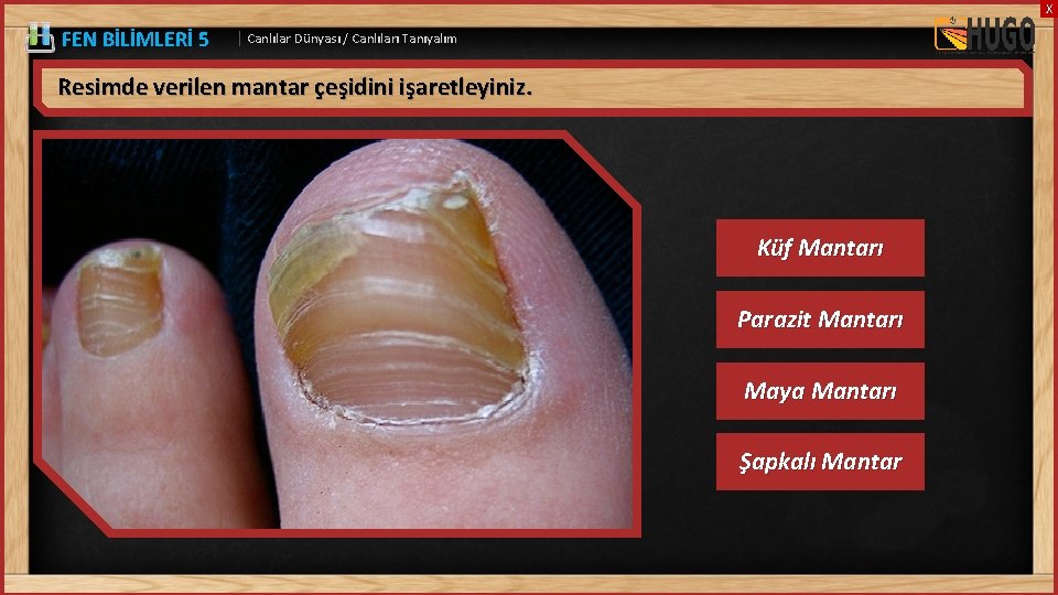 X FEN BİLİMLERİ 5 | Canlılar Dünyası / Canlıları Tanıyalım Resimde verilen mantar çeşidini