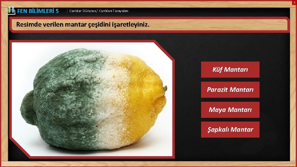 X FEN BİLİMLERİ 5 | Canlılar Dünyası / Canlıları Tanıyalım Resimde verilen mantar çeşidini