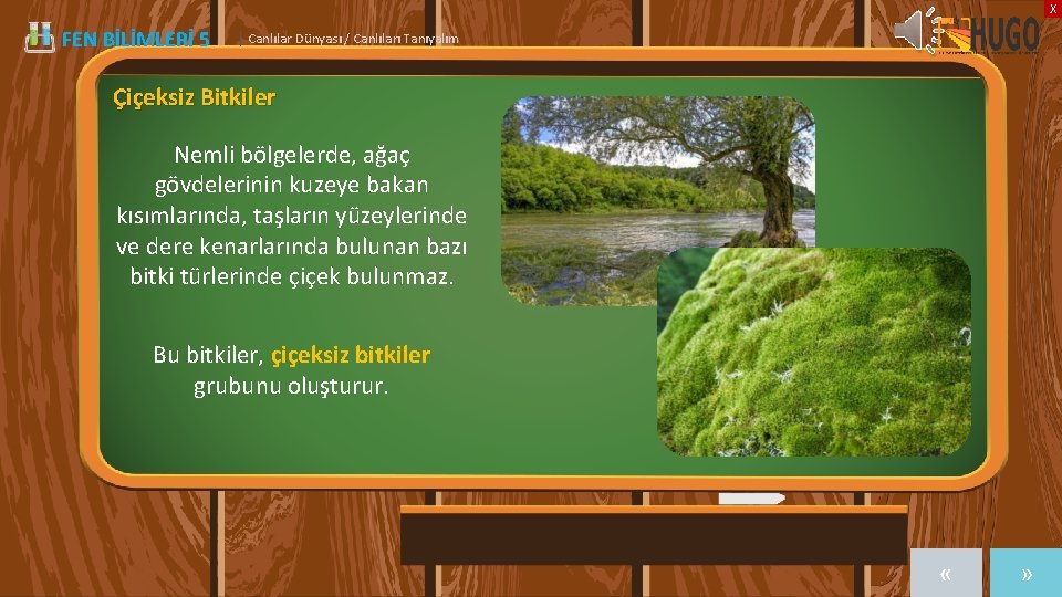 X FEN BİLİMLERİ 5 | Canlılar Dünyası / Canlıları Tanıyalım Çiçeksiz Bitkiler Nemli bölgelerde,
