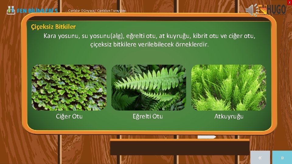 X FEN BİLİMLERİ 5 | Canlılar Dünyası / Canlıları Tanıyalım Çiçeksiz Bitkiler Kara yosunu,