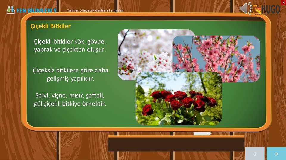 X FEN BİLİMLERİ 5 | Canlılar Dünyası / Canlıları Tanıyalım Çiçekli Bitkiler Çiçekli bitkiler