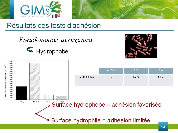 Résultats des tests d’adhésion Pseudomonas. aeruginosa Hydrophobe % d’inhibition AUTMS 815 816 X 64