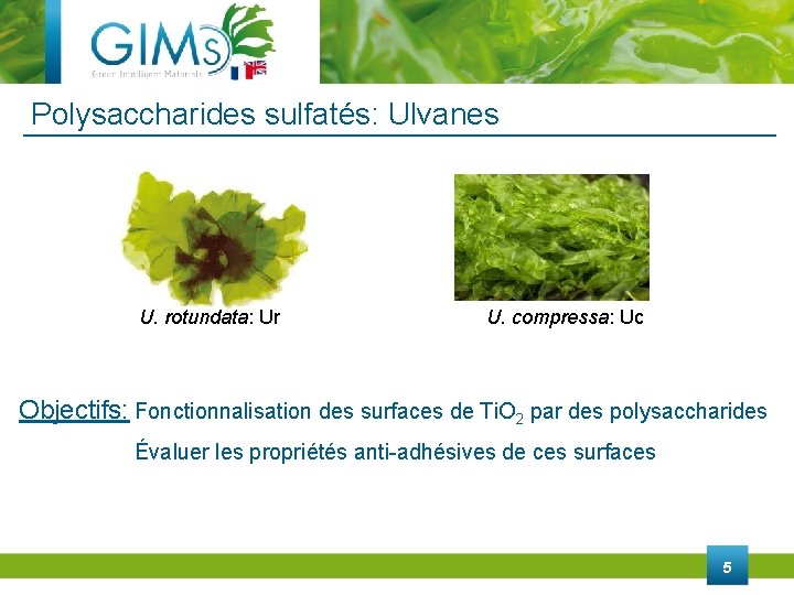 Polysaccharides sulfatés: Ulvanes U. rotundata: Ur U. compressa: Uc Objectifs: Fonctionnalisation des surfaces de