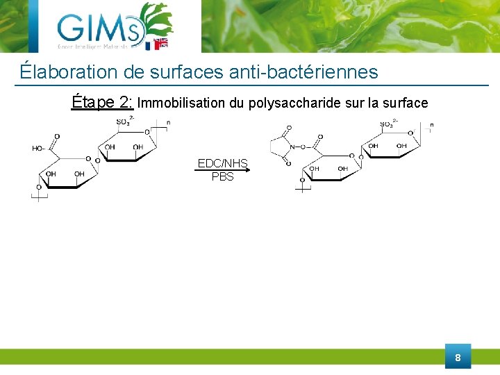 Élaboration de surfaces anti-bactériennes Étape 2: Immobilisation du polysaccharide sur la surface EDC/NHS PBS