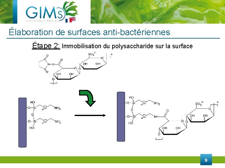 Élaboration de surfaces anti-bactériennes Étape 2: Immobilisation du polysaccharide sur la surface n 9