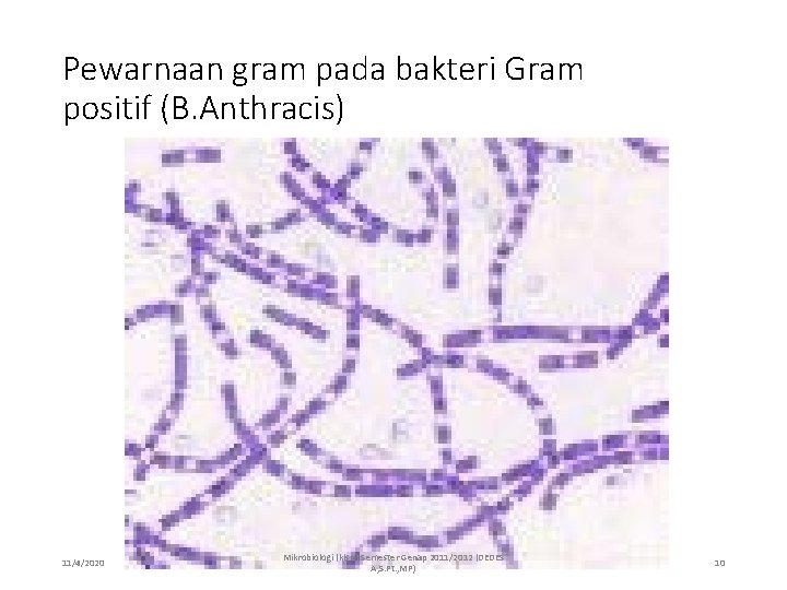 Pewarnaan gram pada bakteri Gram positif (B. Anthracis) 11/4/2020 Mikrobiologi (kls E) Semester Genap