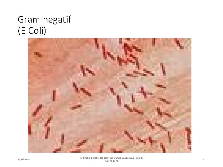 Gram negatif (E. Coli) 11/4/2020 Mikrobiologi (kls E) Semester Genap 2011/2012 (DEDES A, S.