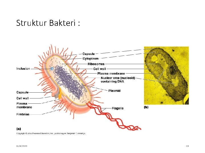 Struktur Bakteri : 11/4/2020 15 