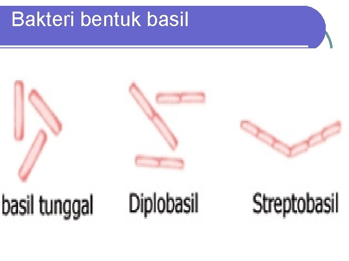 Bakteri bentuk basil 