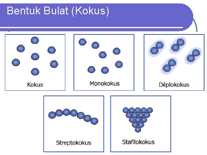Bentuk Bulat (Kokus) 