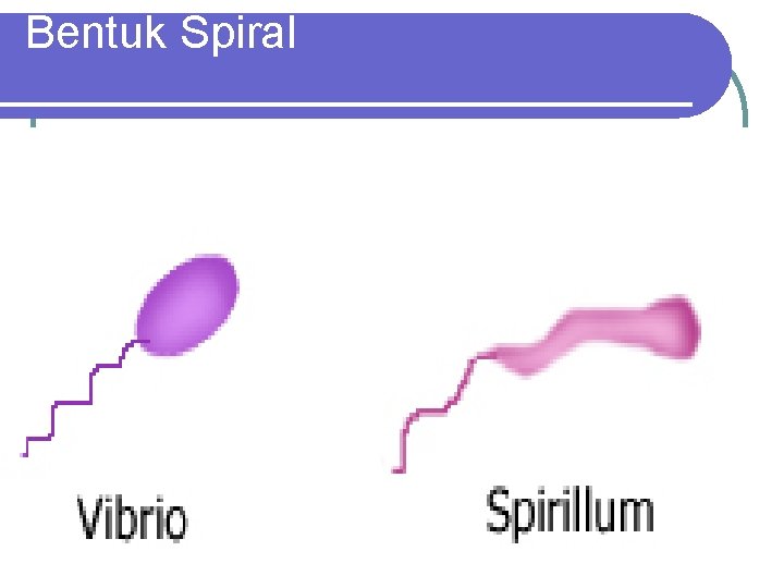 Bentuk Spiral 