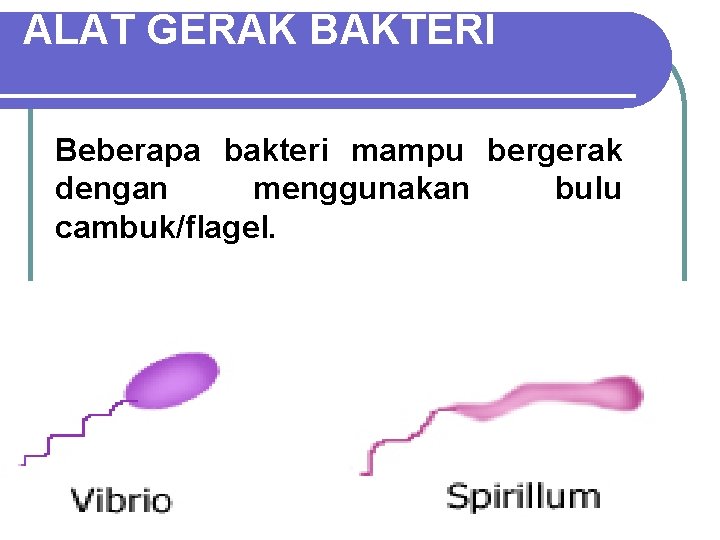 ALAT GERAK BAKTERI Beberapa bakteri mampu bergerak dengan menggunakan bulu cambuk/flagel. 