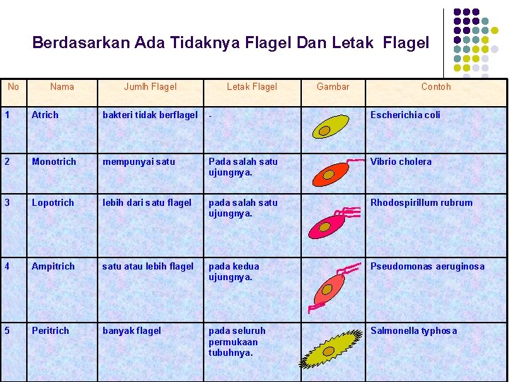 Berdasarkan Ada Tidaknya Flagel Dan Letak Flagel No Nama Jumlh Flagel Letak Flagel Gambar