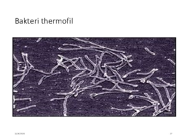 Bakteri thermofil 11/4/2020 27 