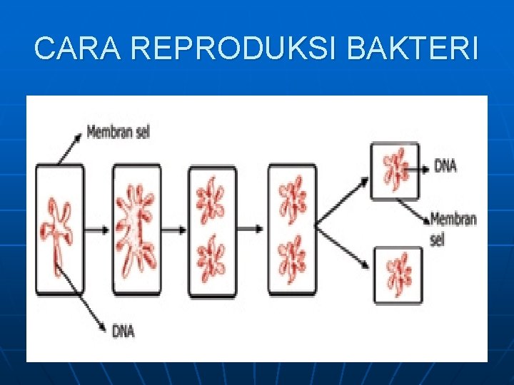 CARA REPRODUKSI BAKTERI 