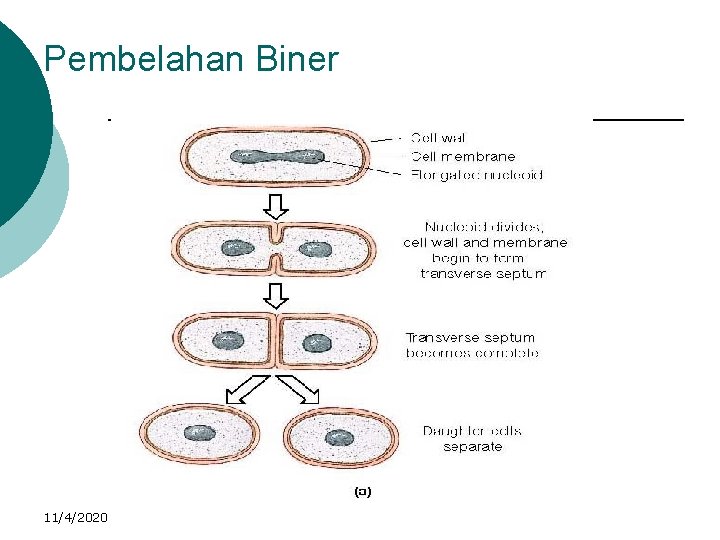 Pembelahan Biner 11/4/2020 