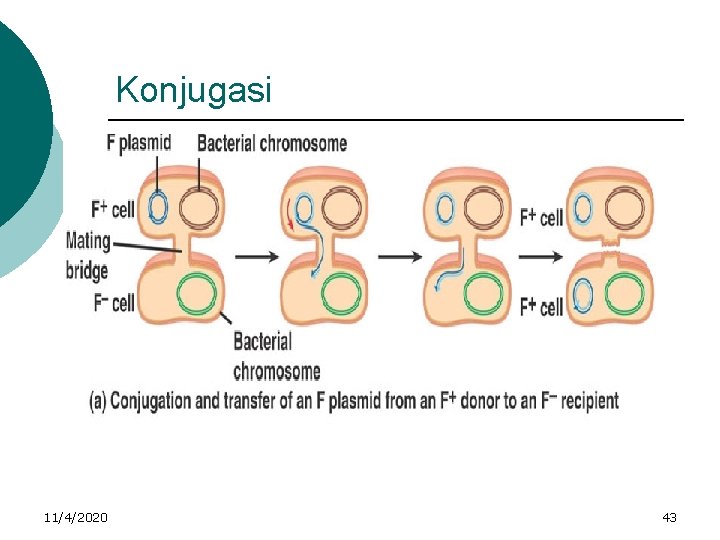 Konjugasi 11/4/2020 43 
