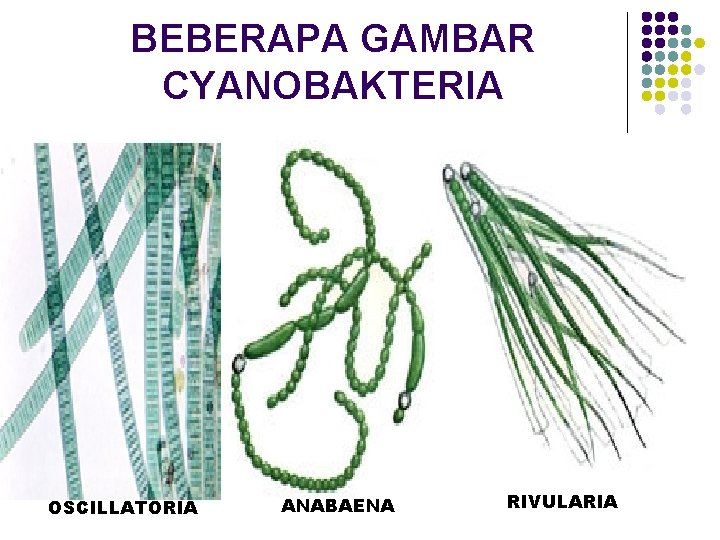 BEBERAPA GAMBAR CYANOBAKTERIA OSCILLATORIA ANABAENA RIVULARIA 
