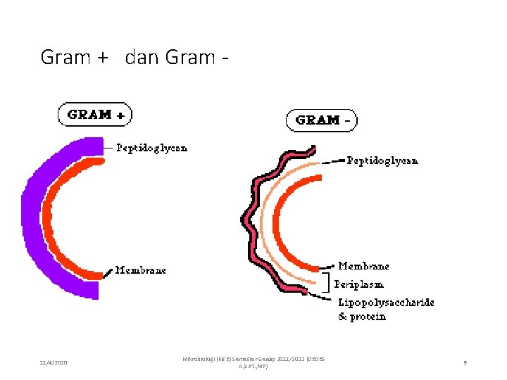 Gram + dan Gram - 11/4/2020 Mikrobiologi (kls E) Semester Genap 2011/2012 (DEDES A,