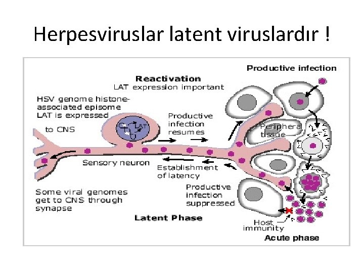 Herpesviruslar latent viruslardır ! 