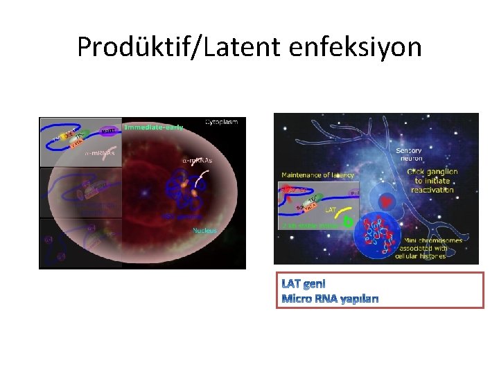 Prodüktif/Latent enfeksiyon 