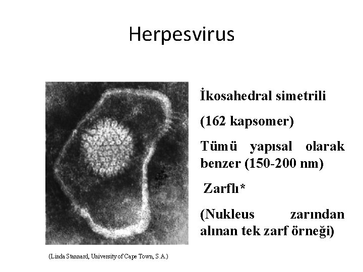 Herpesvirus İkosahedral simetrili (162 kapsomer) Tümü yapısal olarak benzer (150 -200 nm) Zarflı* (Nukleus