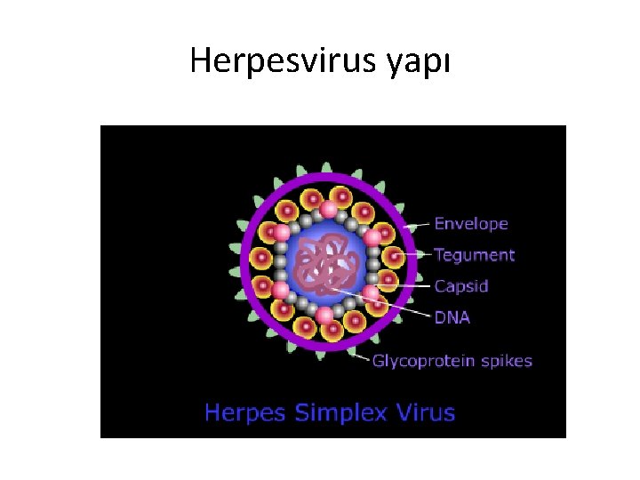 Herpesvirus yapı 
